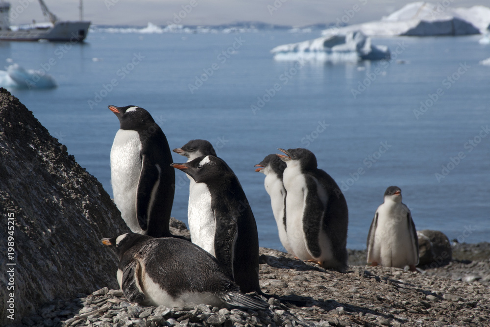 Obraz premium Brown Bluff Antarctica, gentoo penguins on beach with boat in background