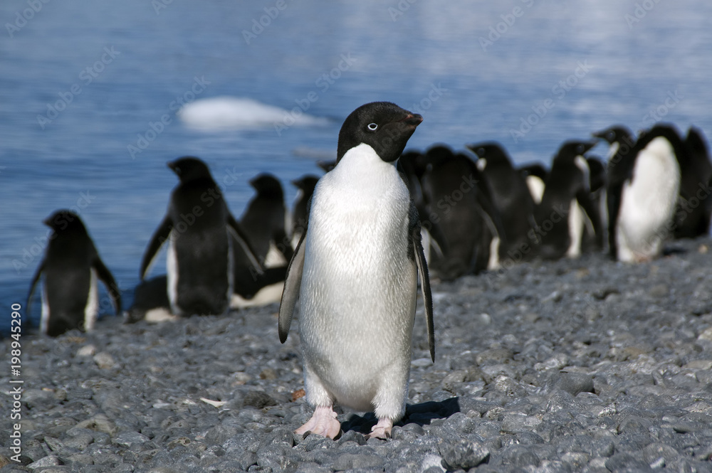Naklejka premium Brown Bluff Antarctica, adelie penguin on beach with water in background