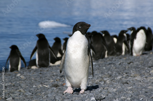 Brown Bluff Antarctica  adelie penguin on beach with water in background