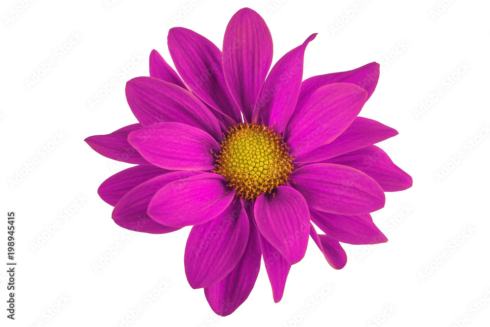 Obraz premium Lilac flower with petals and heart on white isolated background. Pattern for the designer.