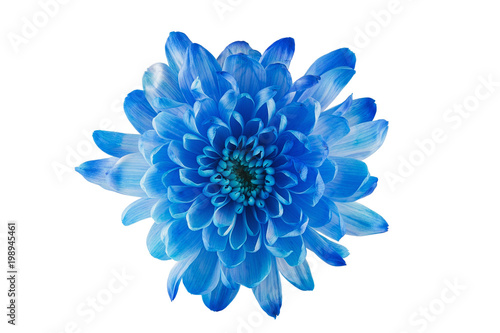 Fototapeta Naklejka Na Ścianę i Meble -  Blue  flower with petals and heart on white isolated background. Pattern for the designer.