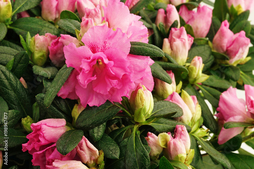Pink Rhododendron  rose tree