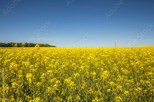 Yellow oilseed rape field under the blue sky with sun. Rural landscape