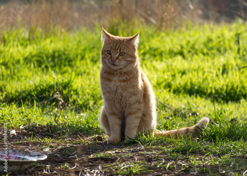 Red cat on the green grass