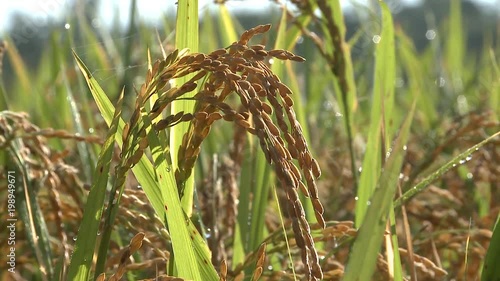 Agriculture