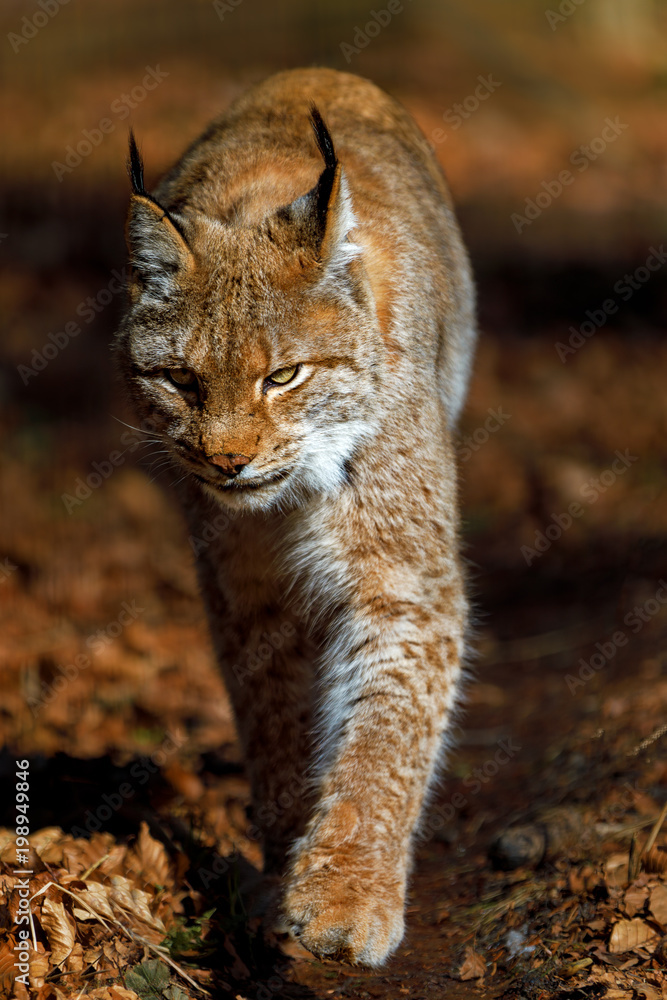 Obraz premium Luchs pirscht sich an