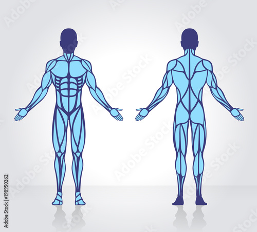 Human muscles anatomy model vector photo