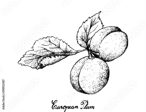 Hand Drawn of European Plum Fruits on White Background photo