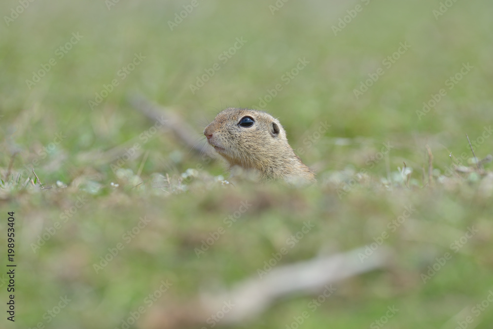 European ground squirrel standing in the grass. (Spermophilus citellus) Wildlife scene from nature. Ground squirrel on meadow