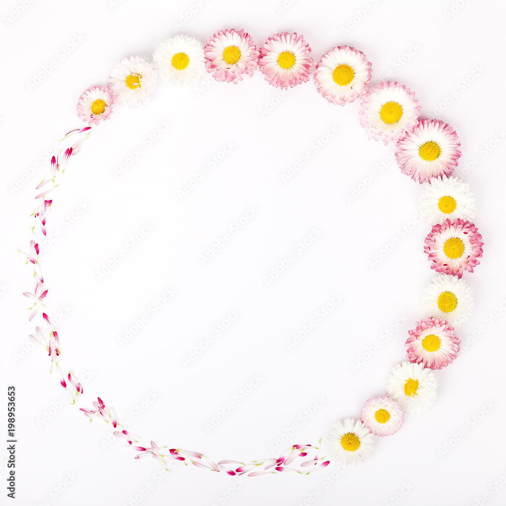 frame made of garden daisy flowers isolated on white background with copy space for your text. flat lay, top view. beauty, wedding, Mothers day or Womens day composition