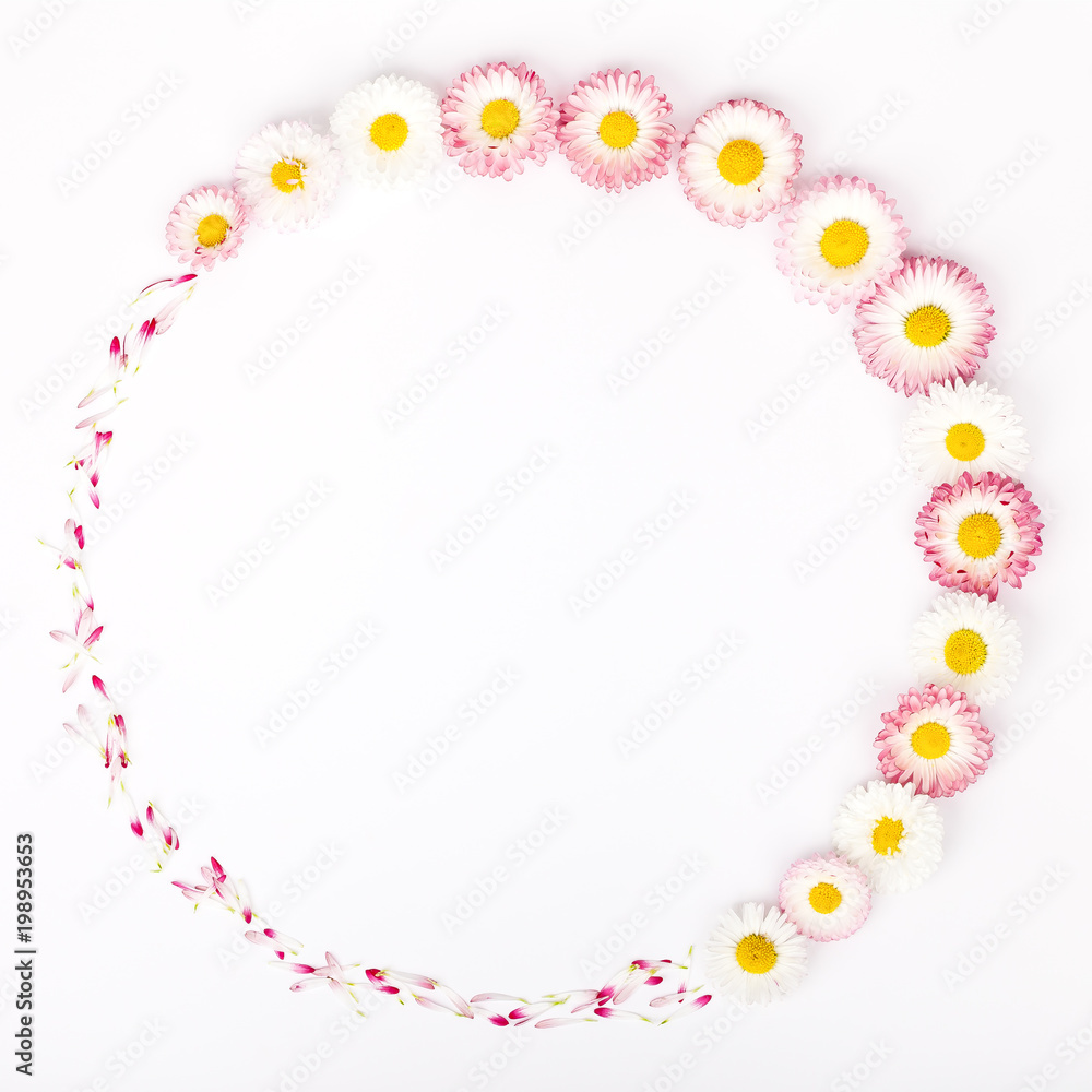 frame made of garden daisy flowers isolated on white background with copy space for your text. flat lay, top view. beauty, wedding, Mothers day or Womens day composition frame made of garden daisy flowers isolated on white background with copy space for your text. flat lay, top view. beauty, wedding, Mothers day or Womens day composition