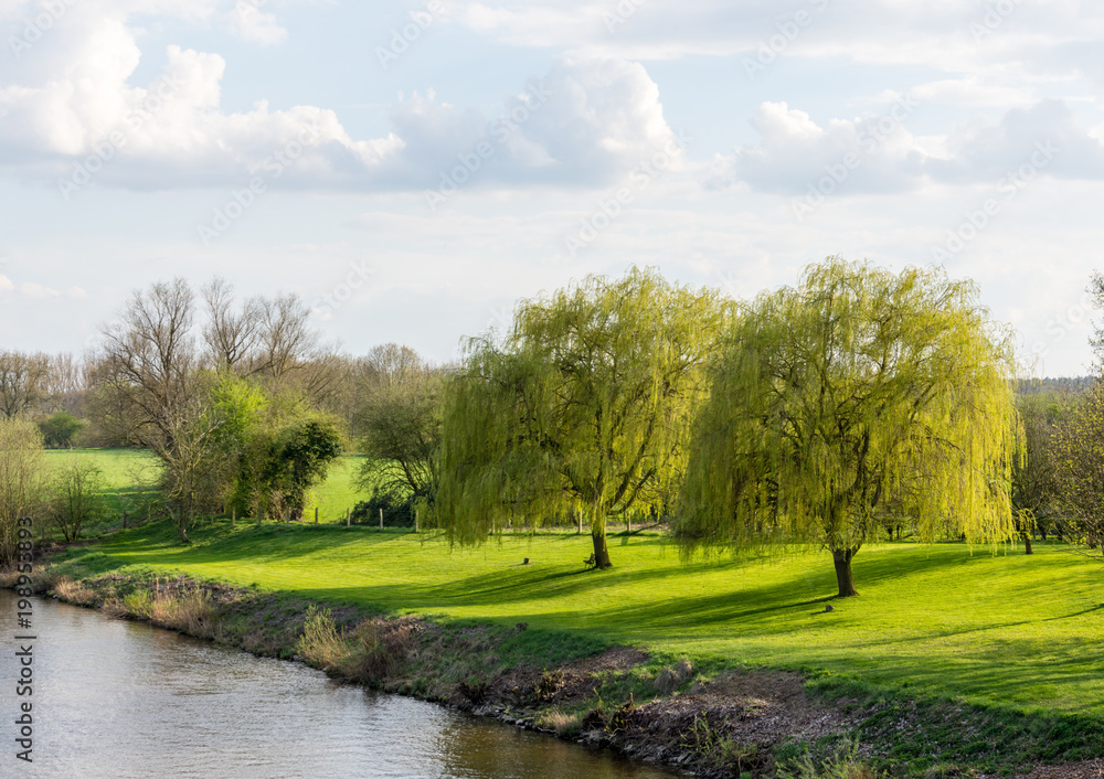 Zwei Weiden am Flussufer mit zarten, hellgrünen Blättern im Frühling