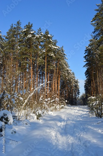 winter day in the pine forest