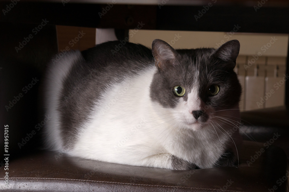 Fototapeta premium Gray Cat Sitting And Looking
