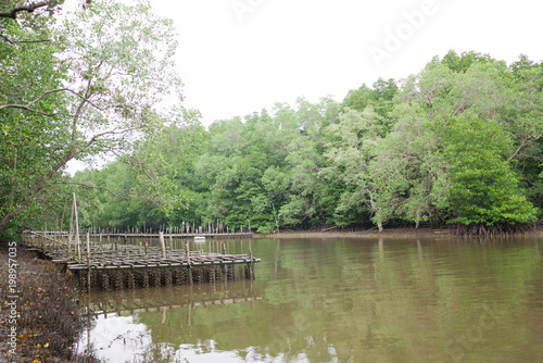 Oyster farm in mangroves in Thailand.