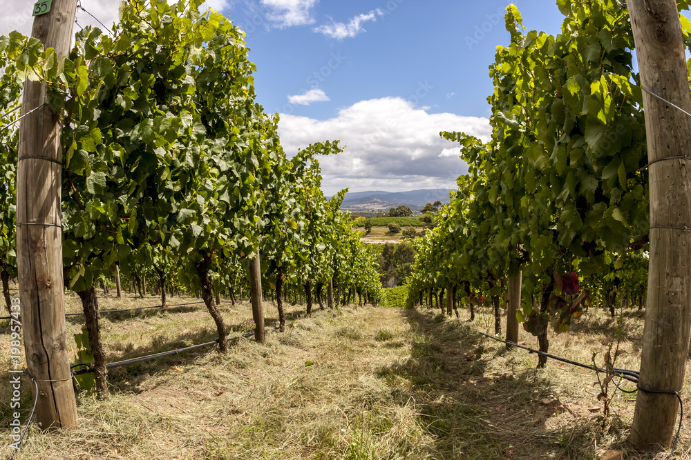 Rows of grape vine. Wine valley in Barossa, South Australia.