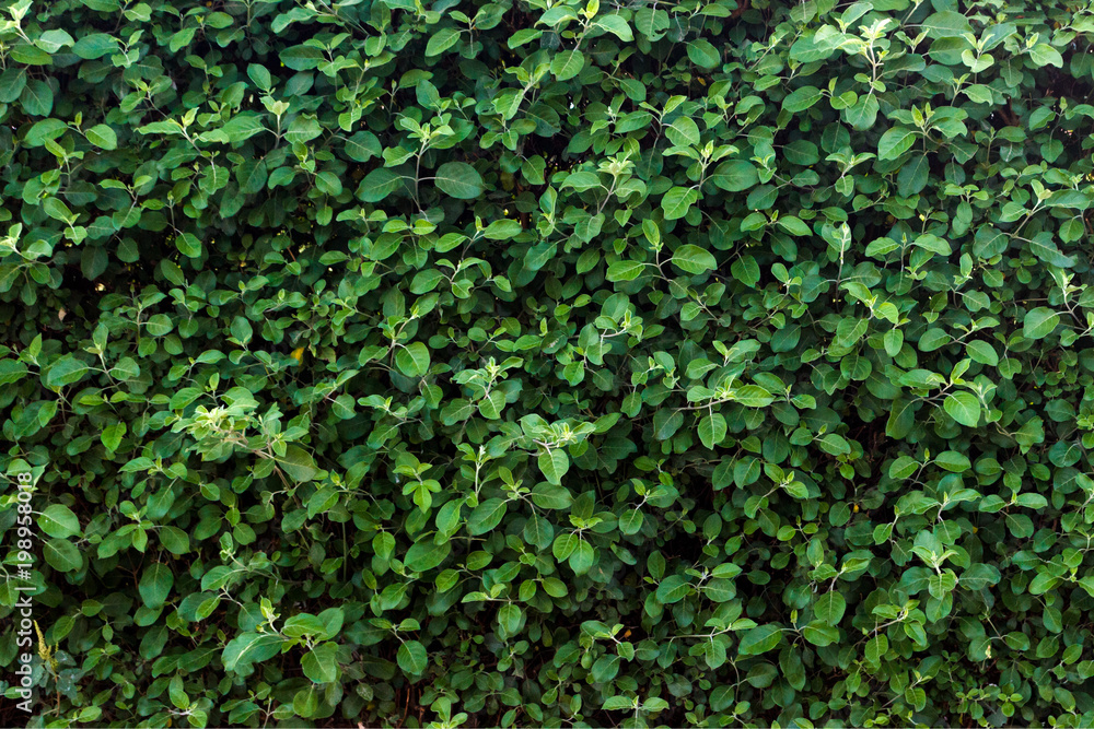 Green leaf texture. Leaf texture background on sunny day