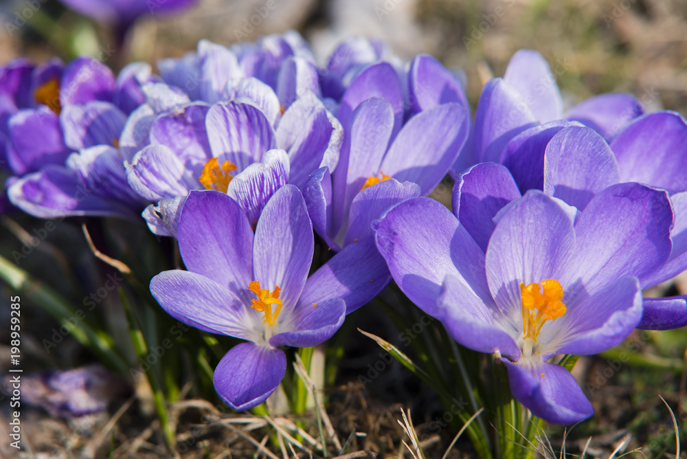 Krokus im Frühling, lila Krokus, blühender schöner Krokus, Nahaufnahme von Krokusblüten Krokus im Frühling, lila Krokus, blühender schöner Krokus, Nahaufnahme von Krokusblüten