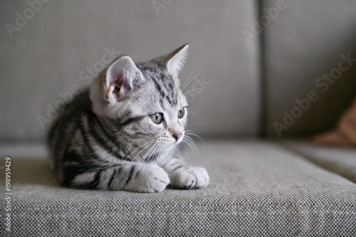 Cute American cat Kitten © chendongshan