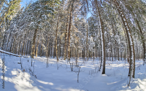 a coniferous forest in winter