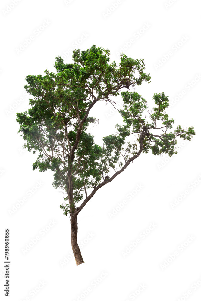 Isolated tree on white background Isolated tree on white background