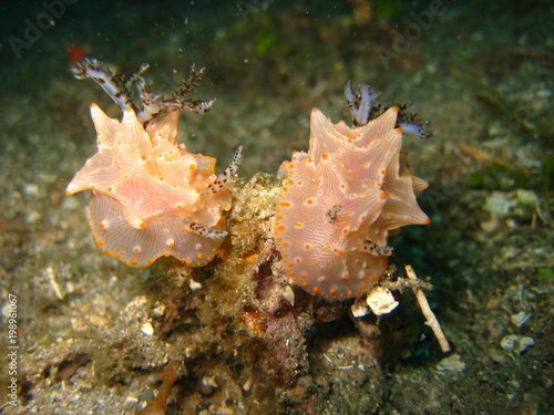 Nudibranchia photo