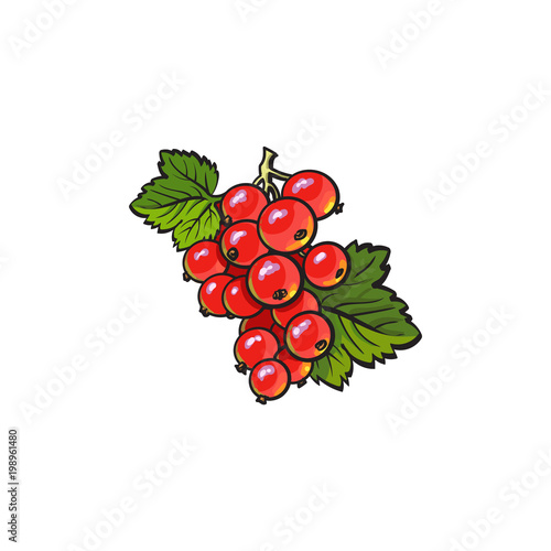 Red currant hand drawn ripe berries bunch with leaves icon. Sketch style natural organic vitamin food. Healthy vegetarian sweet dessert, juicy ingredient. Vector isolated illustration