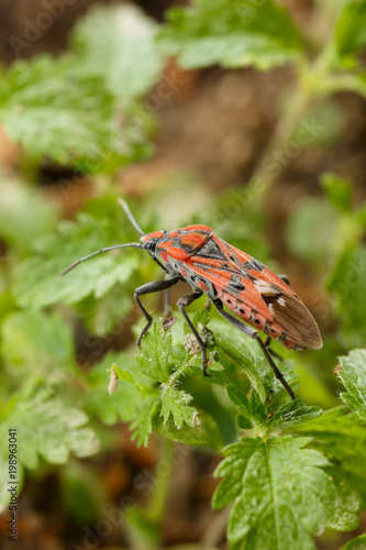 Beautiful red and black bug over the weed at garden. Wildlife macro photography of insect Spilostethus pandurus © Alonso Aguilar