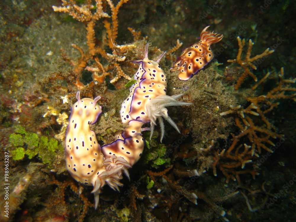 Meeresschnecke Meeresschnecke