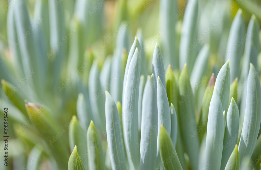 Obraz premium Senecio mandraliscae background