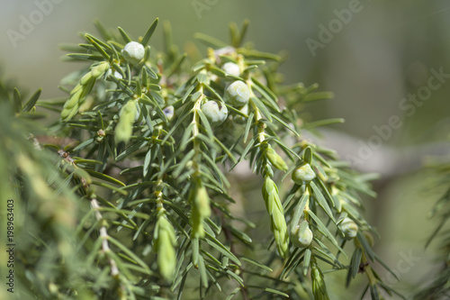 Juniperus cedrus background