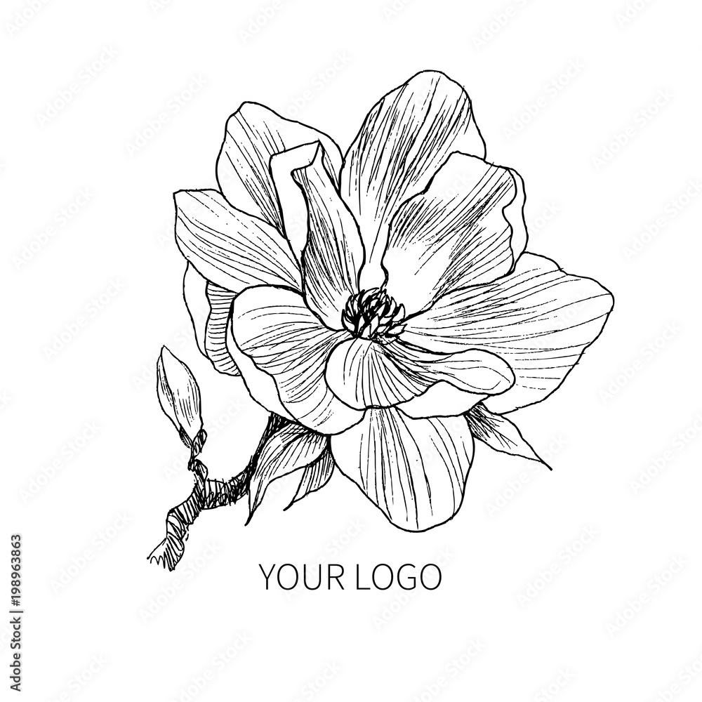 Fototapeta premium Ink, pencil, the leaves and flowers of Magnolia isolate. Line art transparent background. Hand drawn nature painting. Freehand sketching illustration.