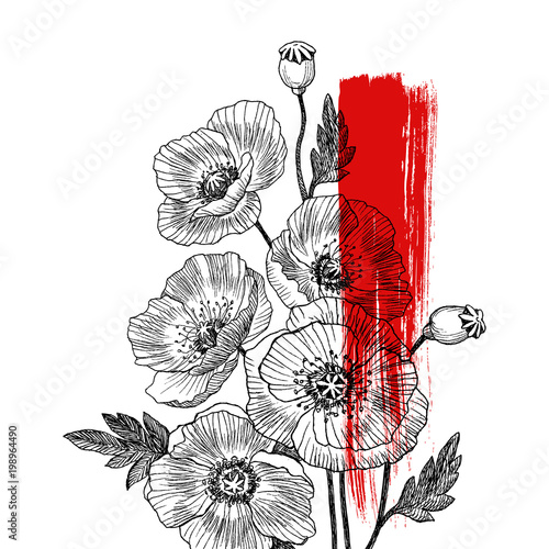 California poppy flowers drawn and sketch with line-art on white backgrounds. Vector design photo