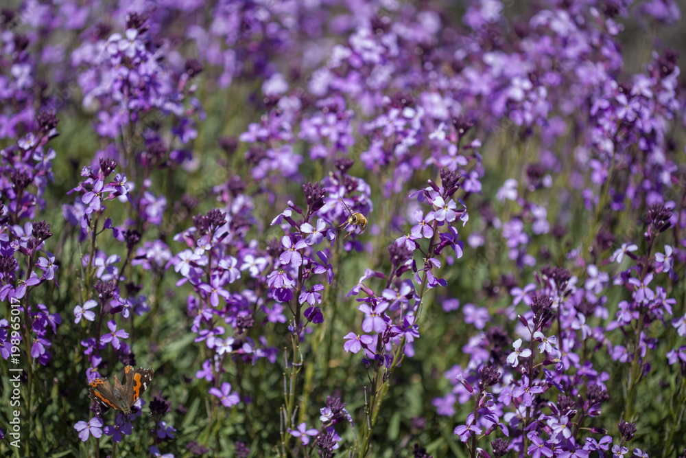 Fototapeta premium flora of Gran Canaria - Erysimum albescens