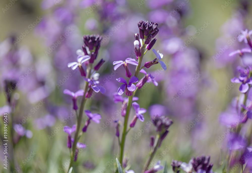 flora of Gran Canaria - Erysimum albescens flora of Gran Canaria - Erysimum albescens