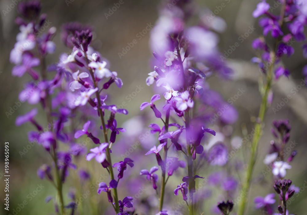 flora of Gran Canaria - Erysimum albescens flora of Gran Canaria - Erysimum albescens