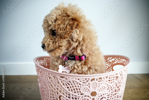 cute little puppy dog sitting in a basket looking to the left