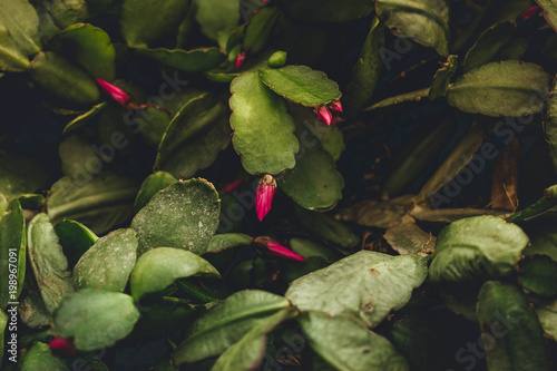 Easter cactus leaves with pretty pink buds