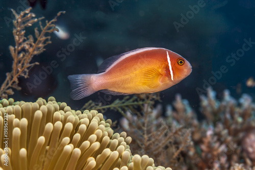 Amphiprion perideraion ,pink skunk clownfish, pink anemonefish,