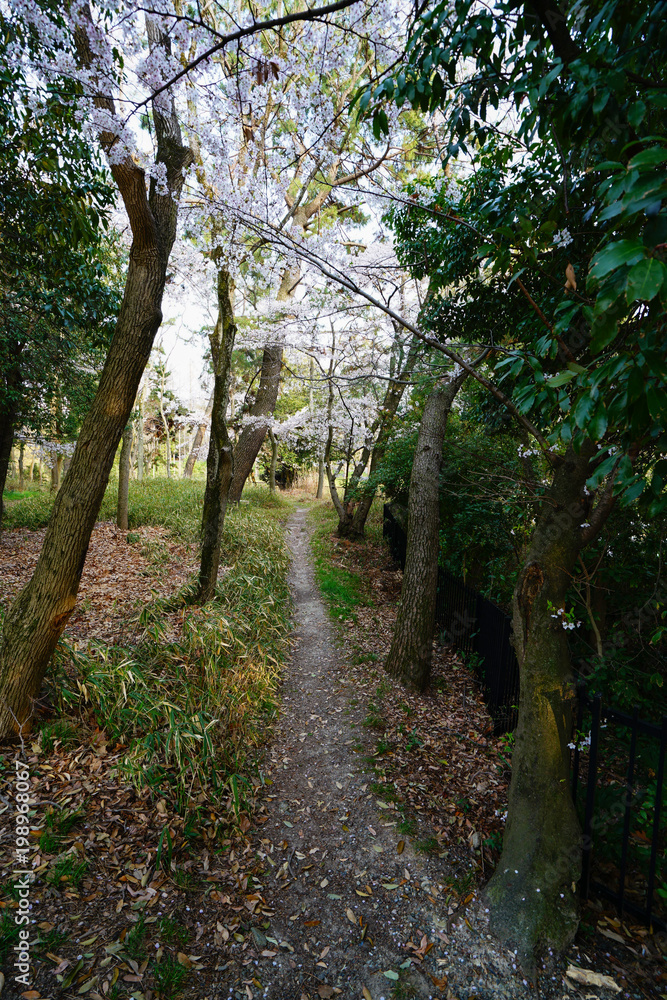 桜と林道
