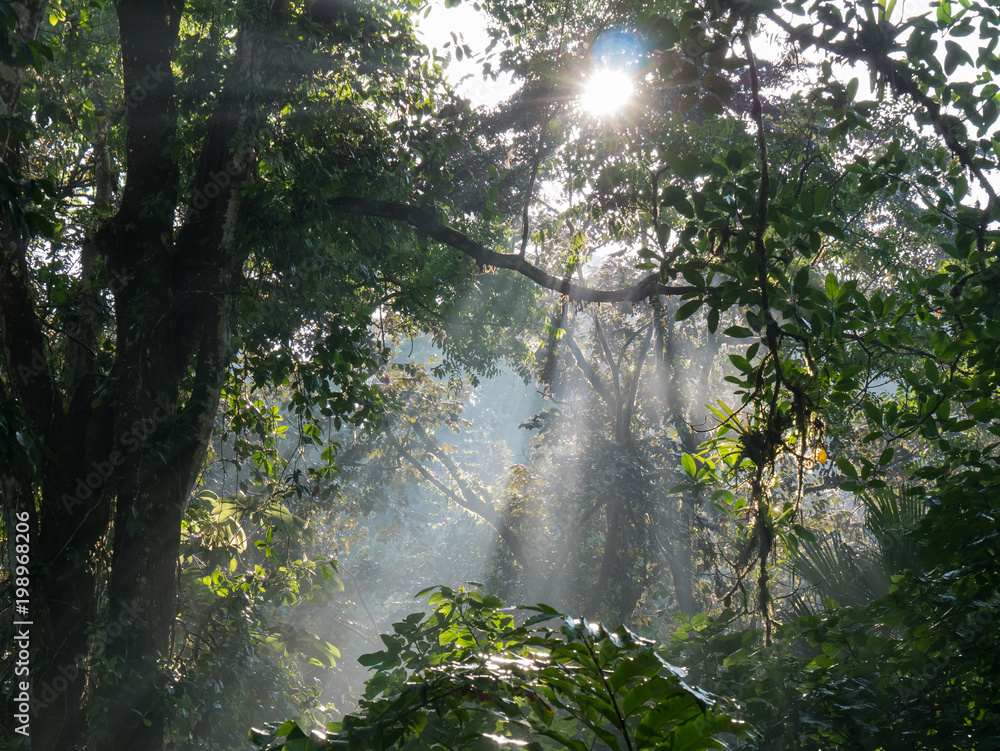 Sonnenaufgang im Regenwald