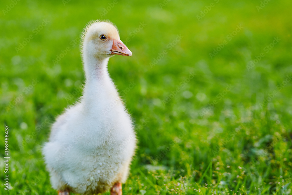 Gosling stands on the grass on the farm Gosling stands on the grass on the farm