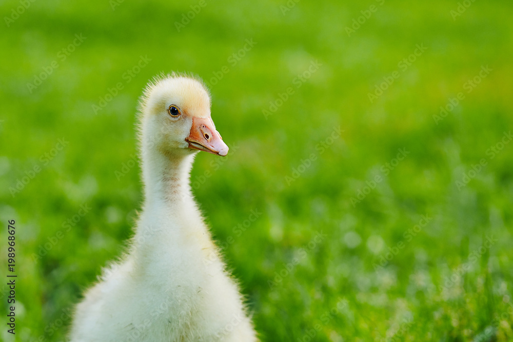 Gosling stands on the grass on the farm Gosling stands on the grass on the farm