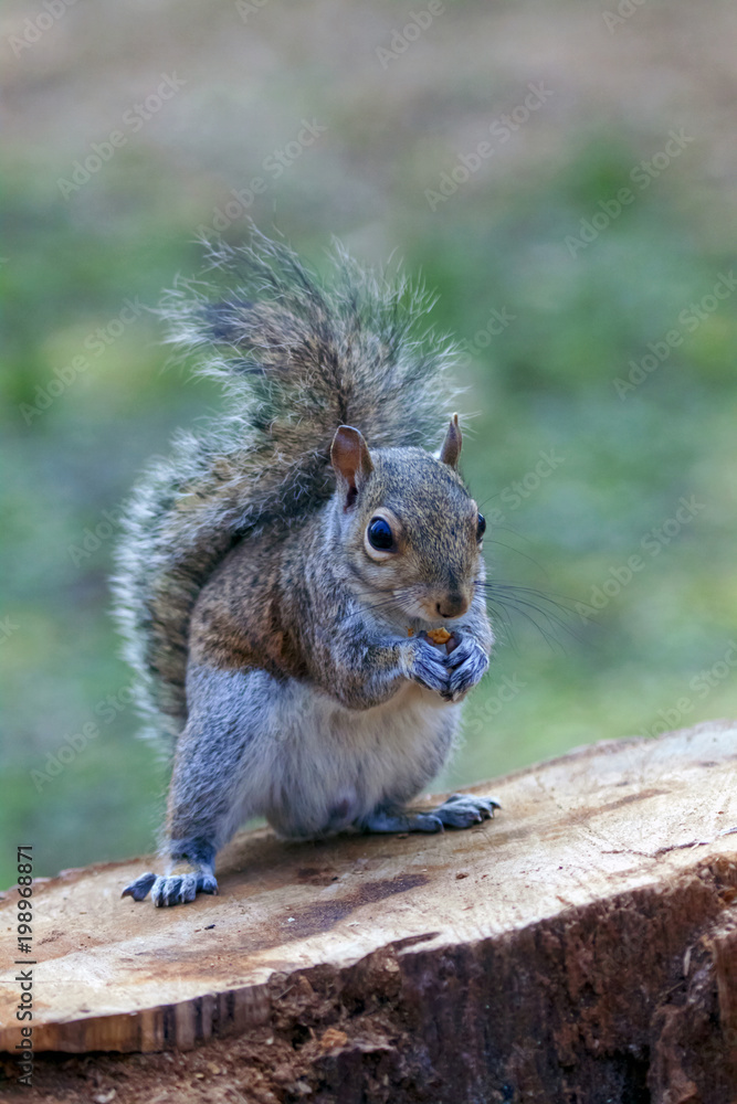 Fototapeta premium Scoiattolo al Parco Squirrel at the Park