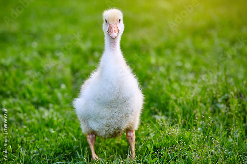 Gosling stands on the grass on the farm