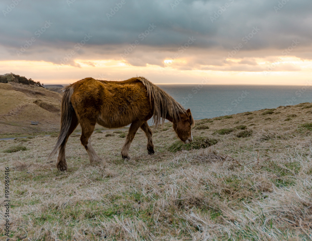 horse on the cliff