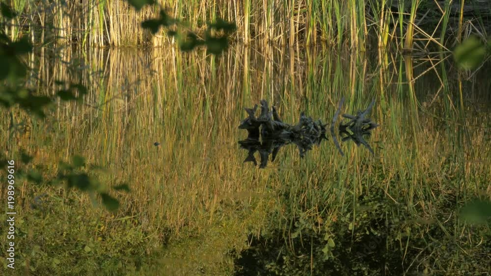 Reed and trees near a lake Reed and trees near a lake