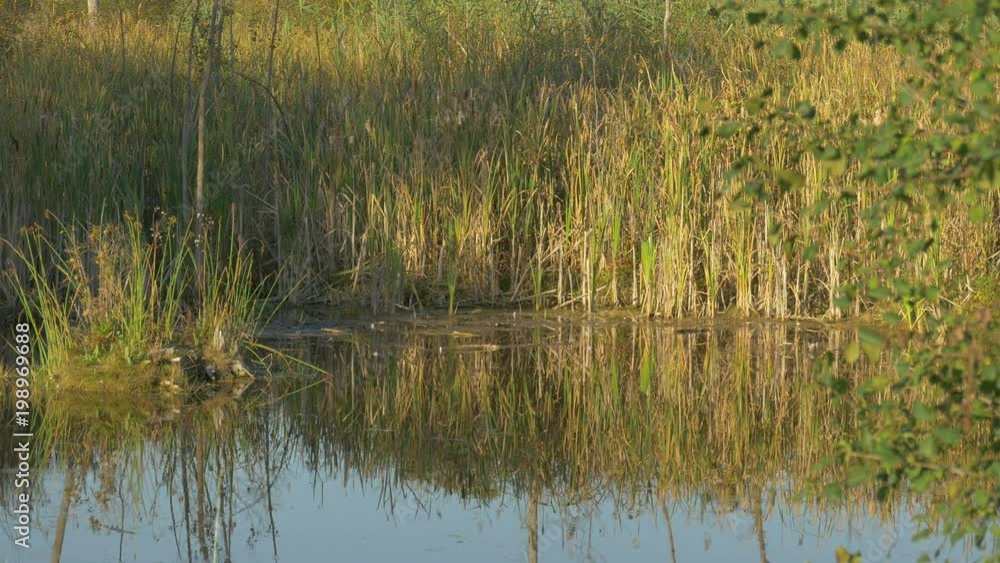 Lake surrounded by reed Lake surrounded by reed