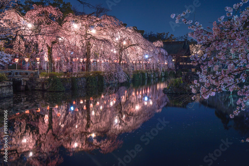 三島　夜桜 photo