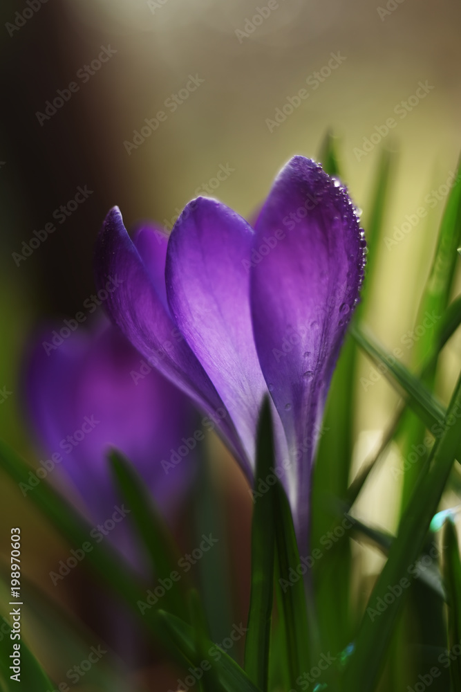 beautiful spring flowers lilac crocuses in droplets of dew on a glade
beautiful spring flowers lilac crocuses in droplets of dew on a glade